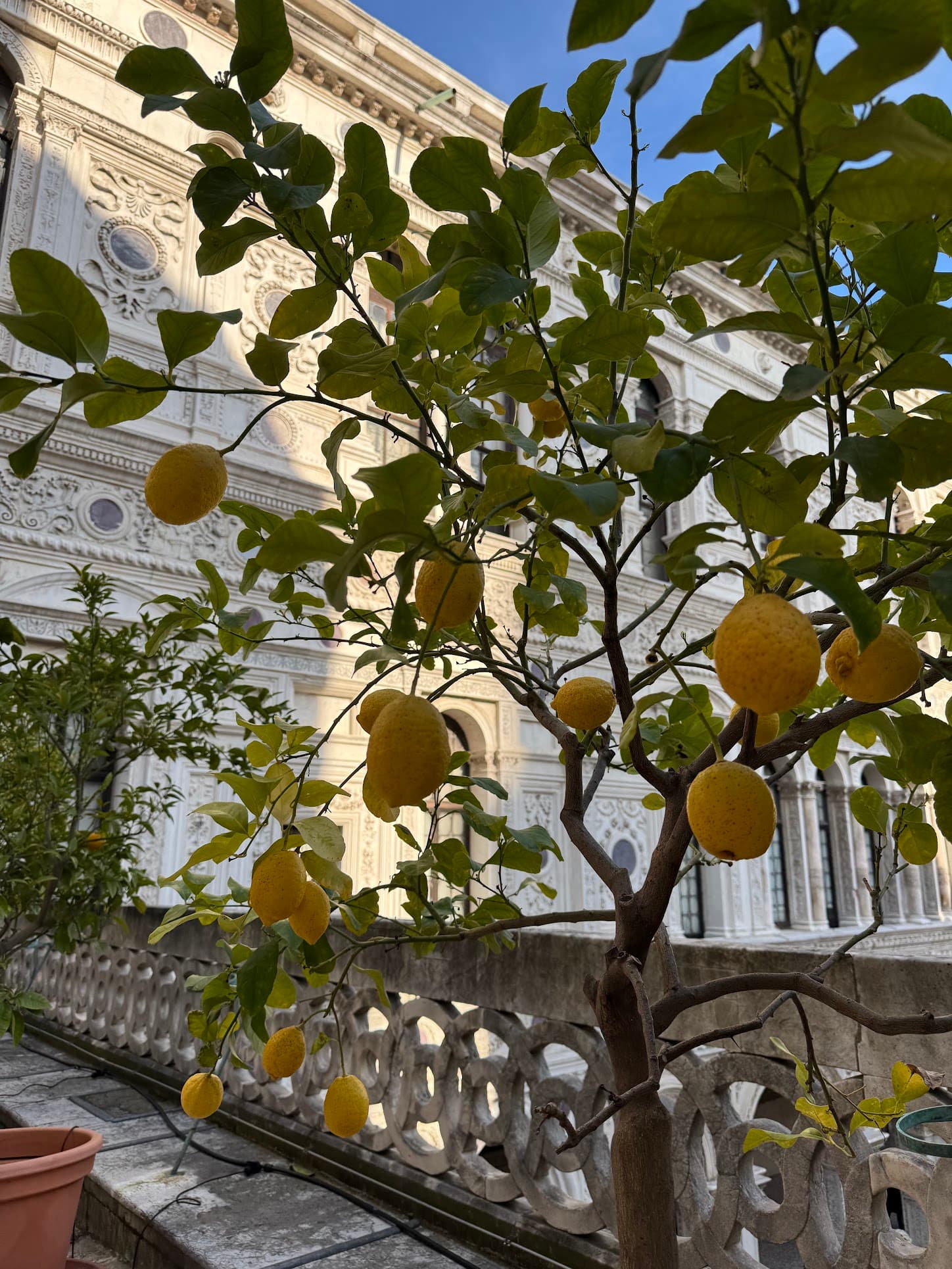 Bright yellow lemons hanging from a lemon tree against a white Venetian palazzo