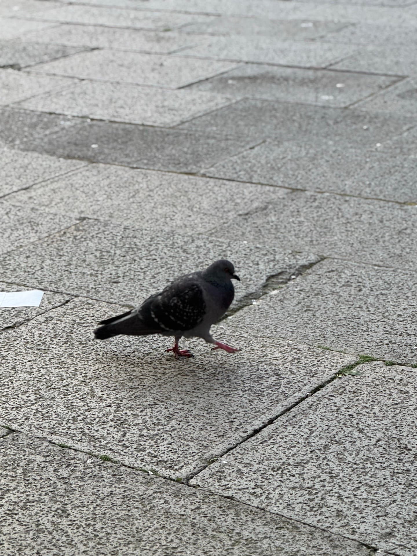 A Venetian pigeon patrolling stone pavement at St. Mark's Square