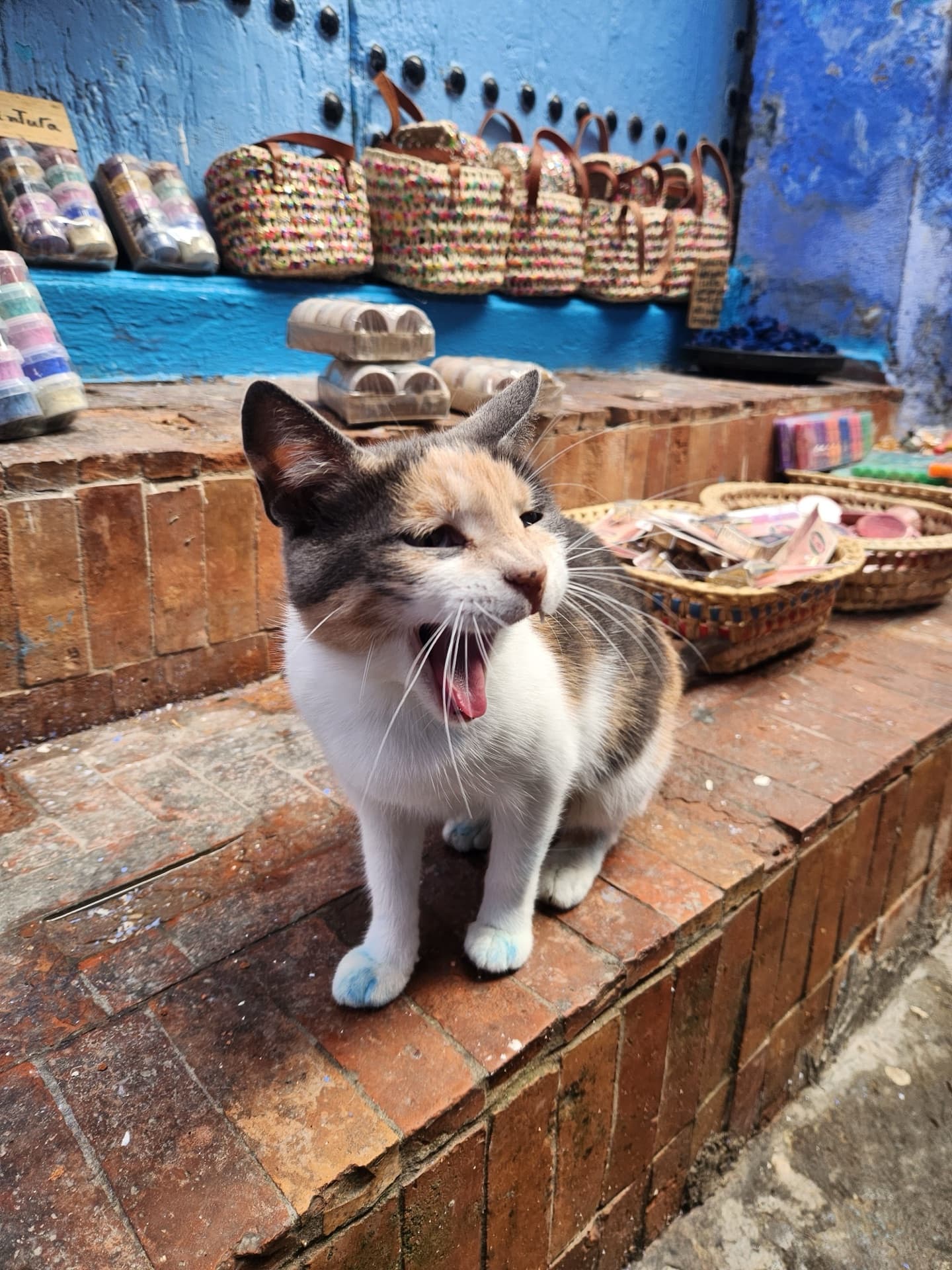 A cat yawning in the blue streets of Chefchaouen, Morocco