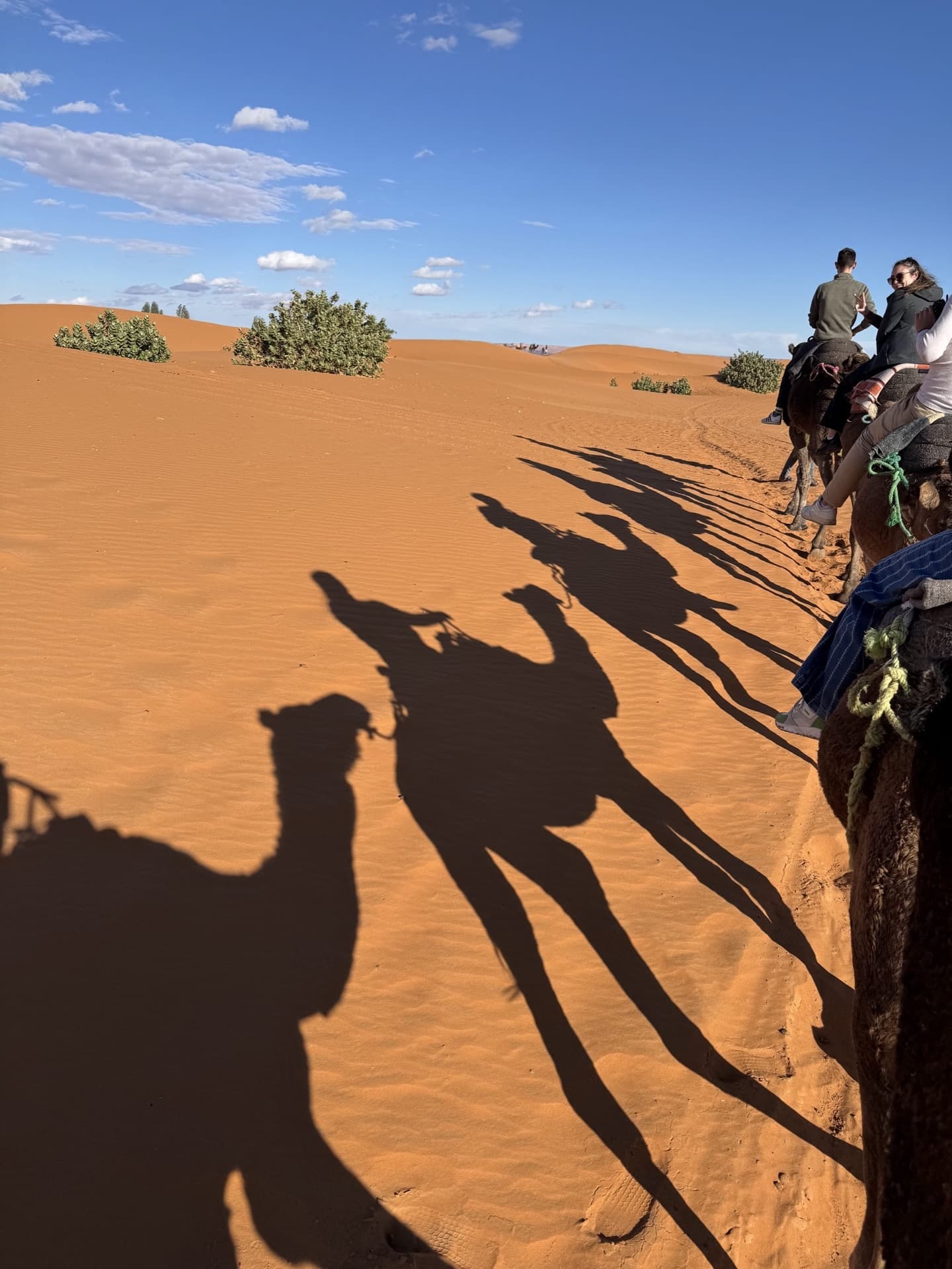 Camels named Lando, Oscar and George